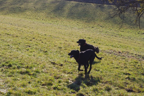 Nur ein dreckiger Hund ist ein guter Hund